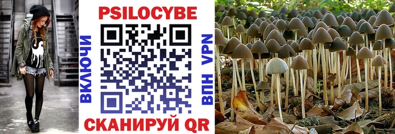 Купить Новосокольники Псилоцибиновые грибы Psilocybe